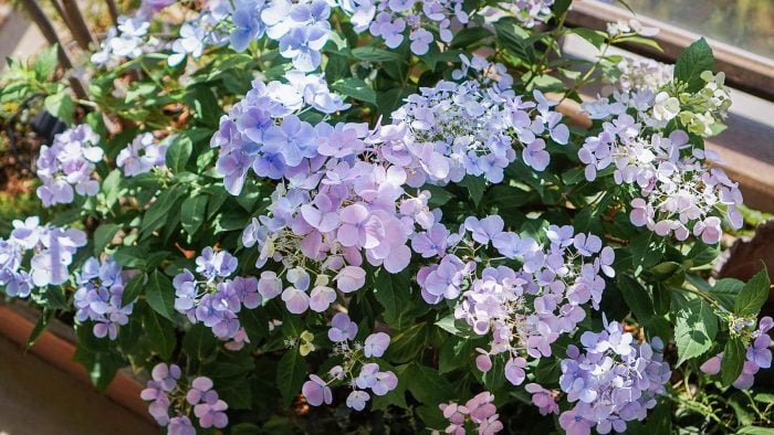 私がスランプの時にも生き続けてくれた植物たち【ぴーちゃん連載vol.10】アジサイ