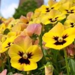 神戸松蔭大学　花田ゼミ