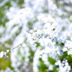 ブッシュ型 低木