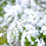 ブッシュ型 低木