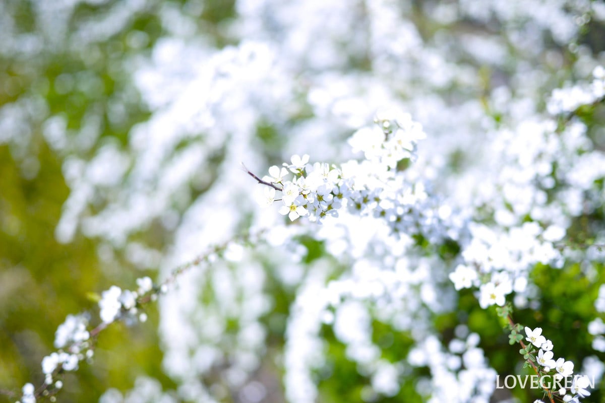 ブッシュ型低木種類一覧|草花との相性抜群の木を植えておしゃれなお庭を作ろう