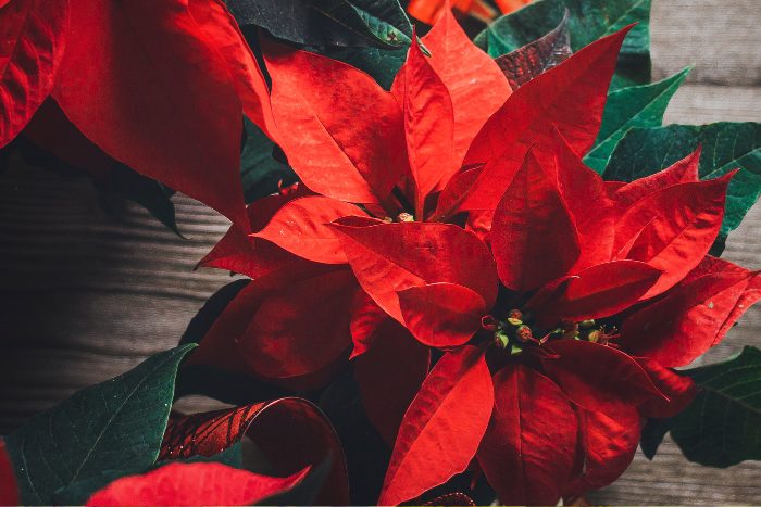 Canva画像　ポインセチア
