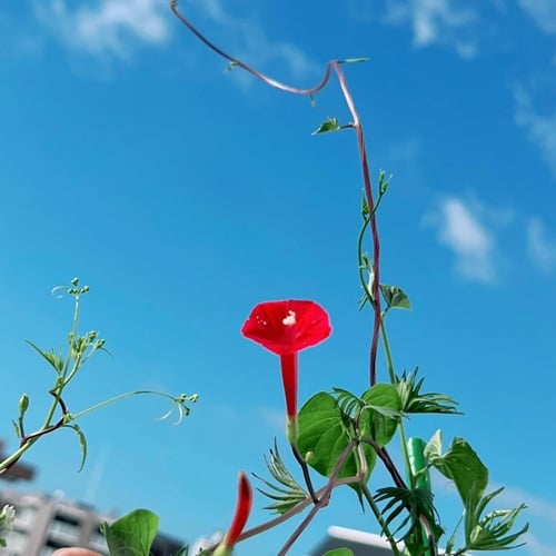 GREEN MARKET フォトコンテスト入賞者写真
