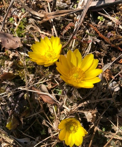 photo by 二宮孝嗣　福寿草