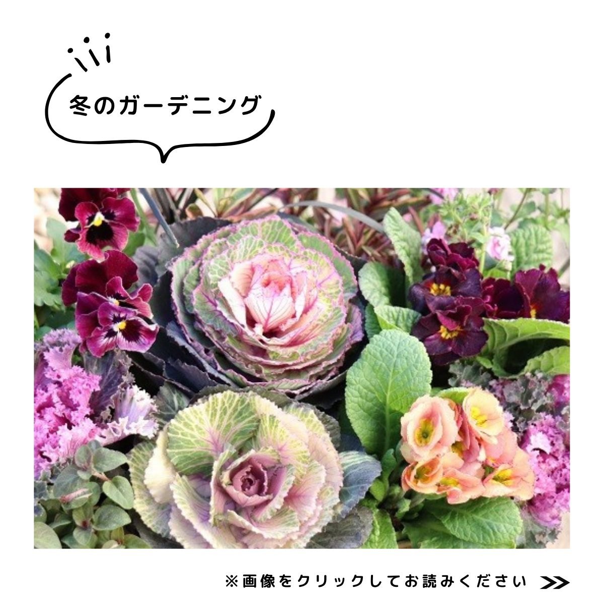 特集2025.12冬のガーデニング