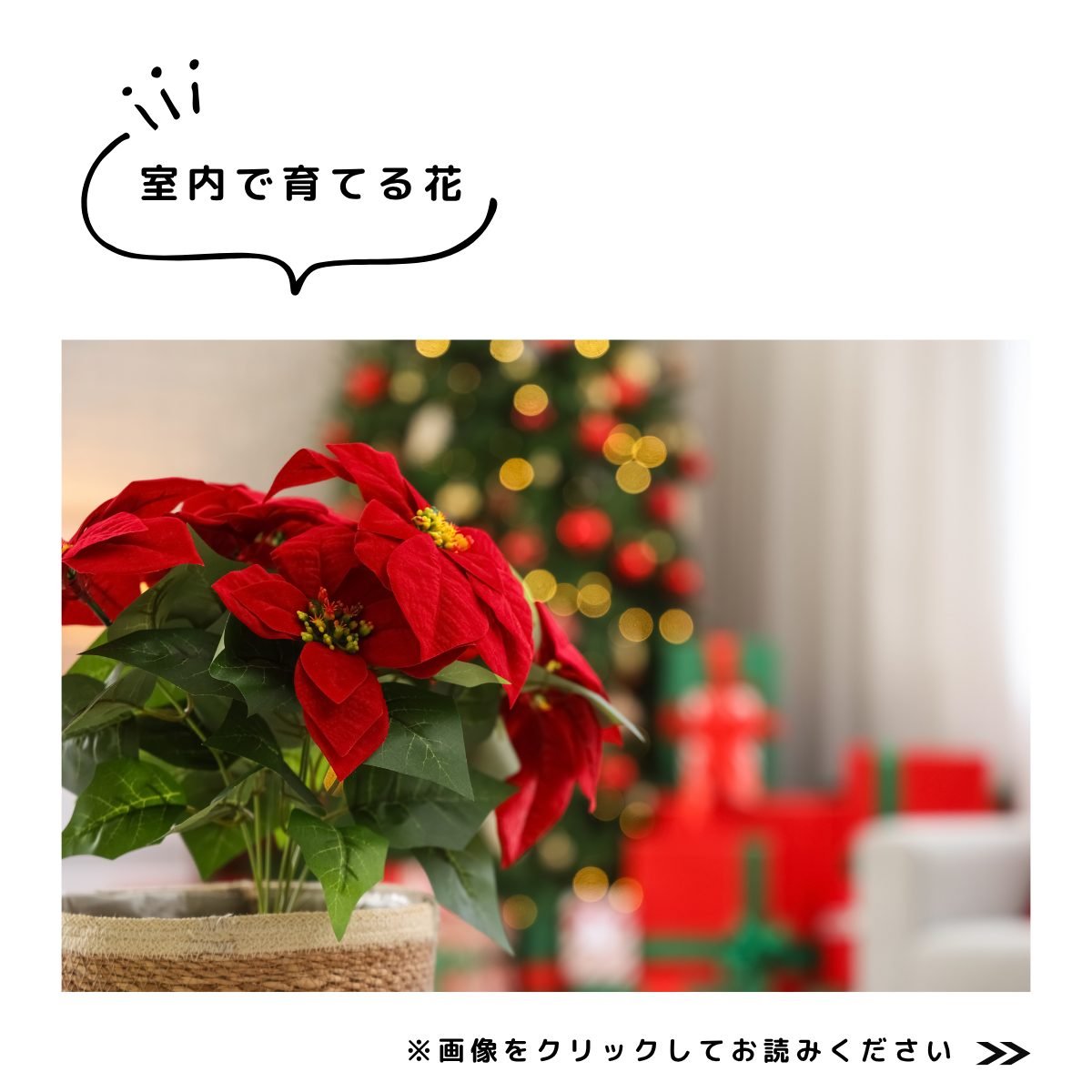 特集2025.12室内で育てる花