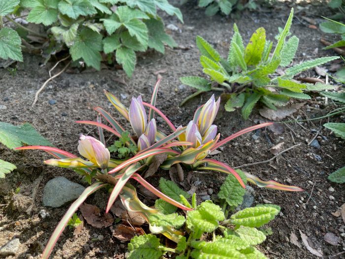 宿根草の剪定と秋植え球根【渡部陽子さん連載11月編】