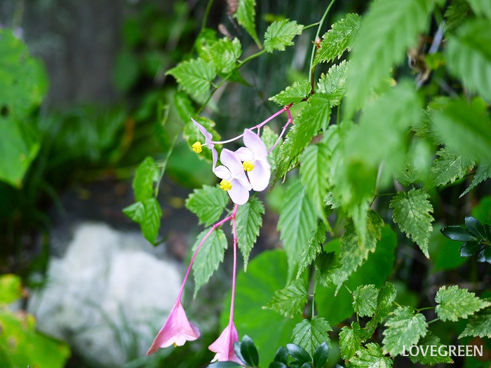 シュウカイドウの花