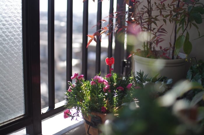 GREEN MARKET フォトコンテスト入賞者写真