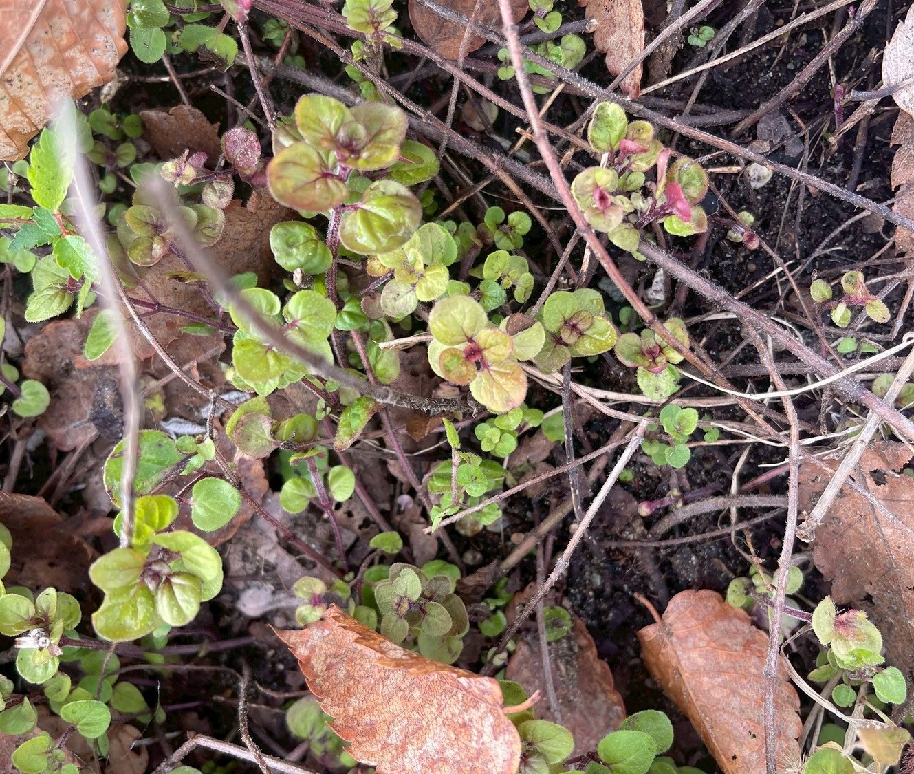 宿根草の剪定と秋植え球根【渡部陽子さん連載11月編】
