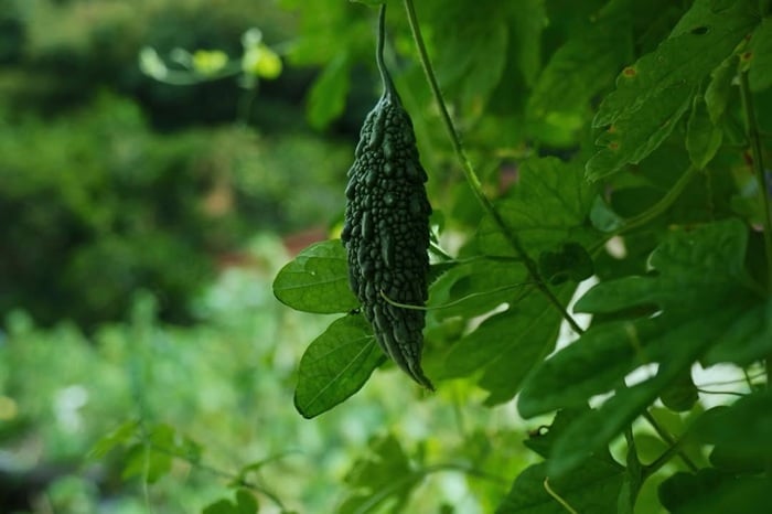 GREEN MARKET フォトコンテスト入賞者写真