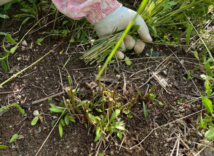 宿根草の剪定と秋植え球根【渡部陽子さん連載11月編】