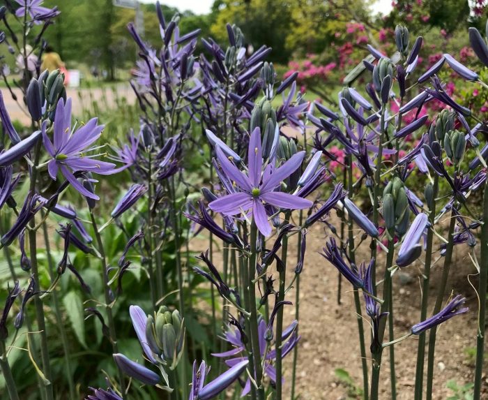 宿根草の剪定と秋植え球根【渡部陽子さん連載11月編】