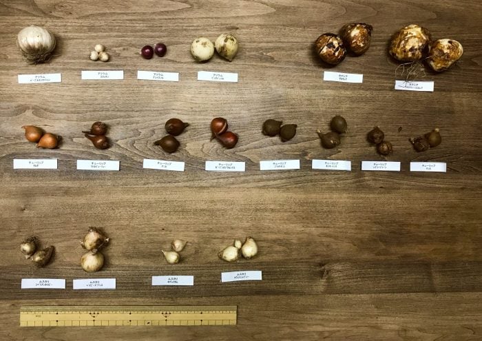 宿根草の剪定と秋植え球根【渡部陽子さん連載11月編】