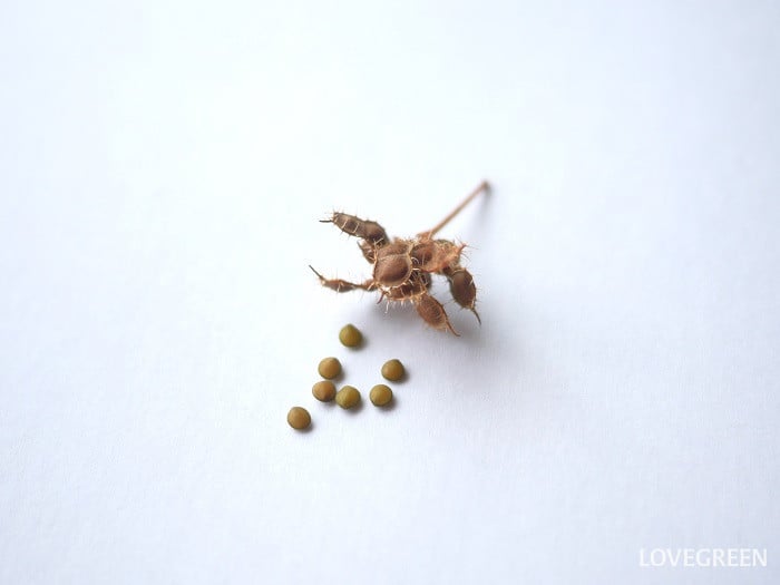 オジギソウの種