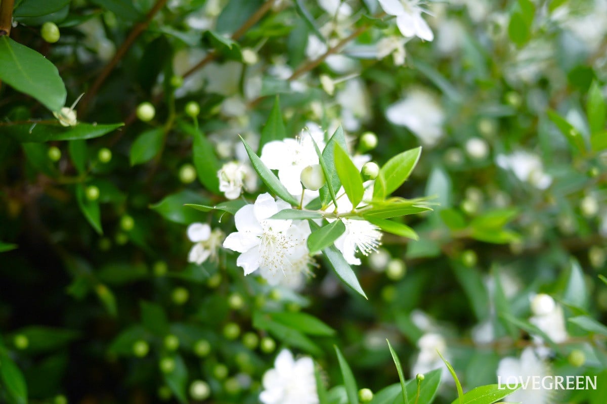 花が咲く生垣一覧｜白や黄などの花色に分けて画像付きで紹介