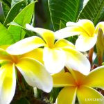 プルメリア