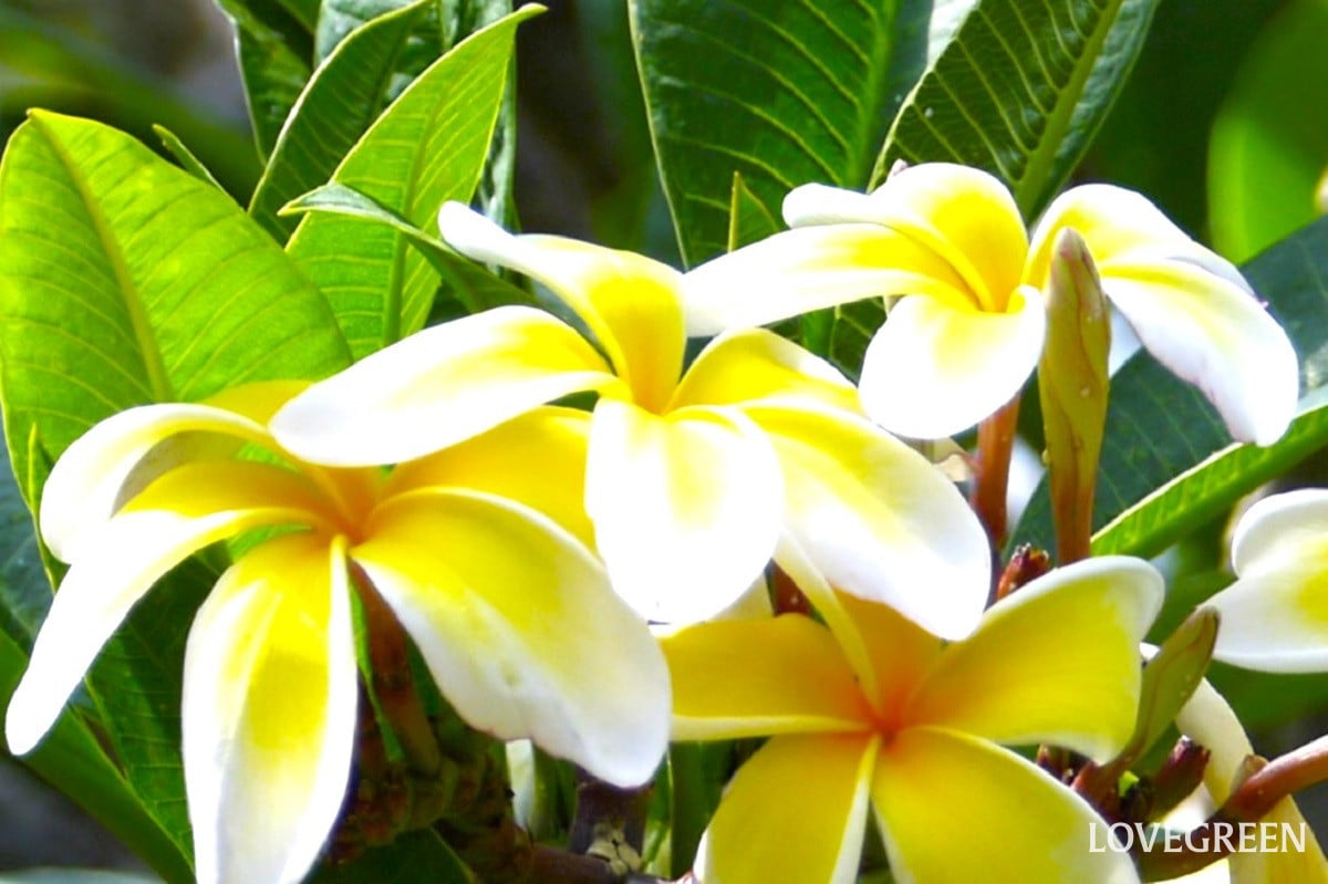 プルメリアの冬越し|外に出すタイミングや水やりのコツを紹介