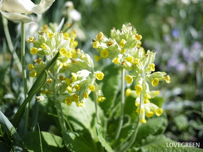 プリムラ・カウスリップ