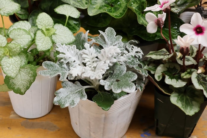 黒田健太郎さん