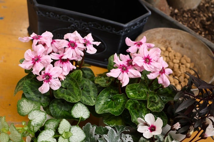 黒田健太郎さん