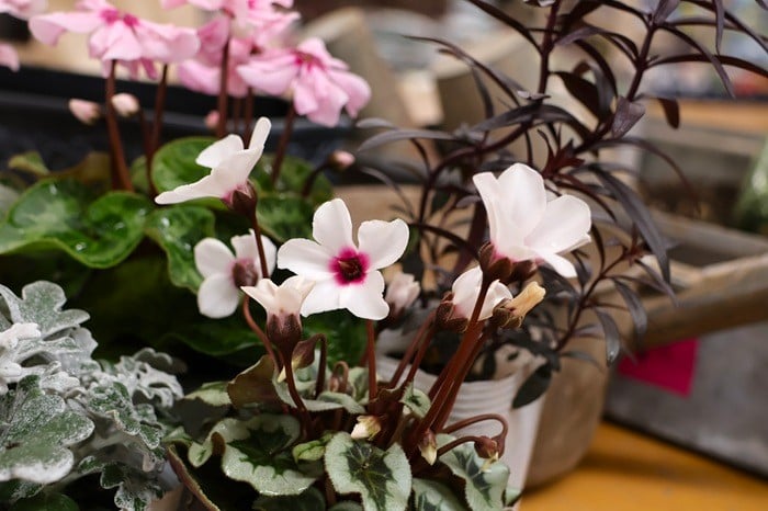 黒田健太郎さん