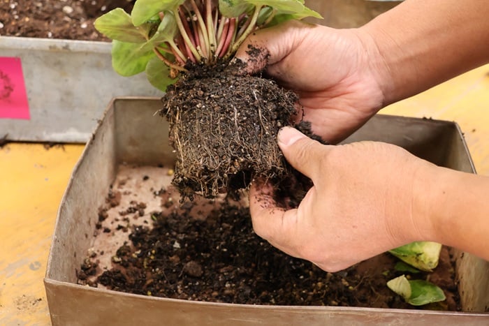 黒田健太郎さん