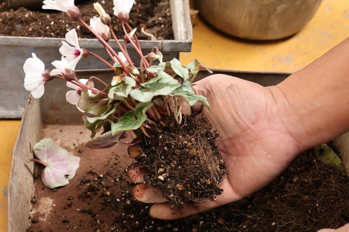 黒田健太郎さん