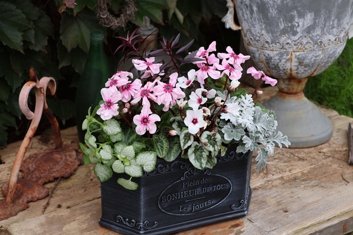 黒田健太郎さん