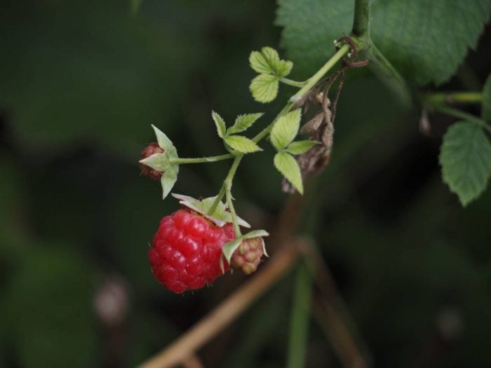 フランスで親しまれる「造血のビタミン」ラズベリー｜山下智道の世界の文化と植物紀行#9