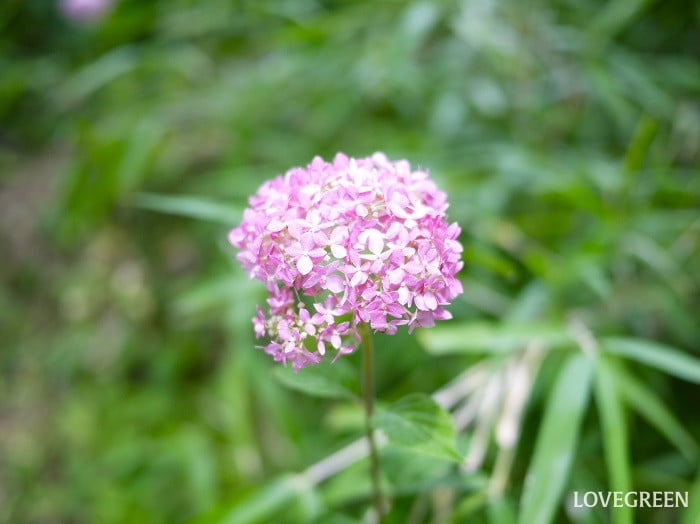 ピンクアナベル