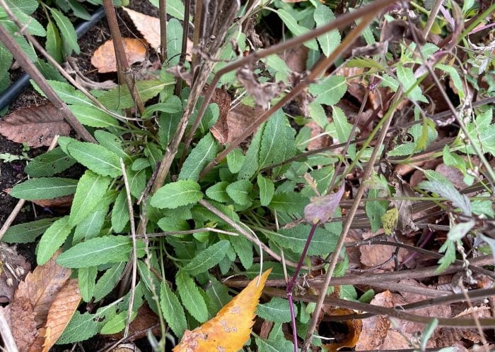 宿根草の剪定と秋植え球根【渡部陽子さん連載11月編】