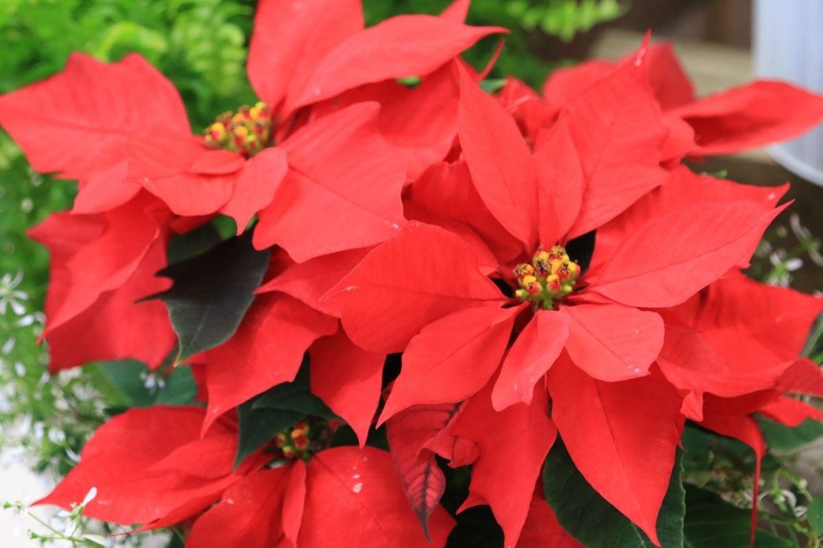 ポインセチア｜色鮮やかなクリスマスフラワーの特徴や魅力