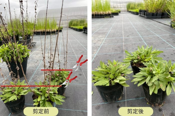 宿根草の剪定と秋植え球根【渡部陽子さん連載11月編】