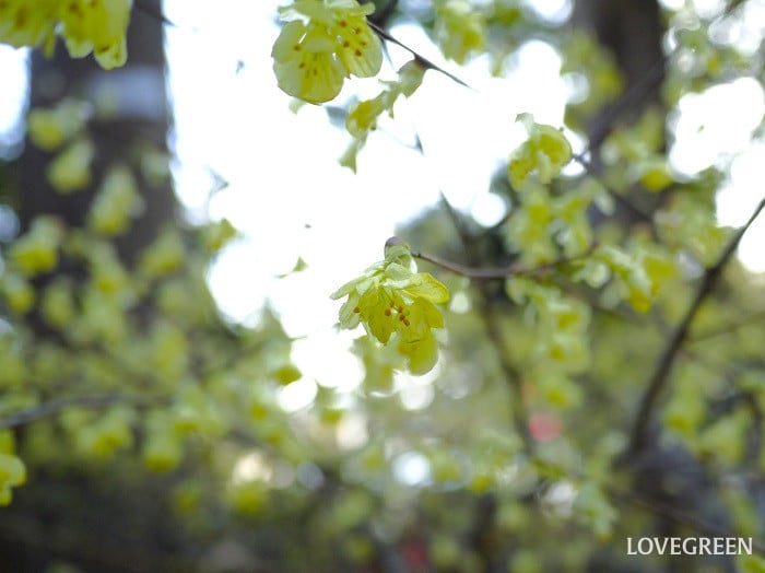 ヒュウガミズキ