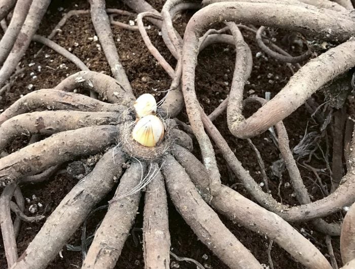 宿根草の剪定と秋植え球根【渡部陽子さん連載11月編】