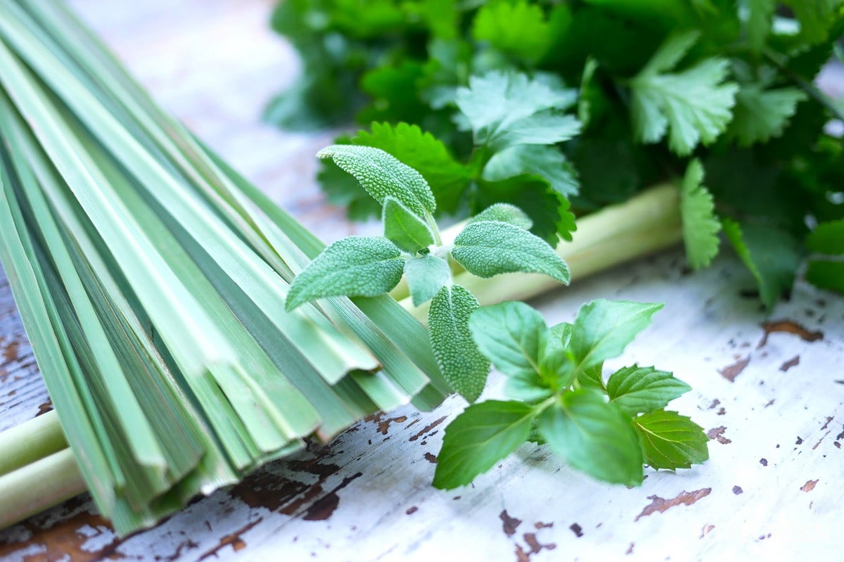 ハーブの保存方法|種類ごとにコツや使い方を紹介