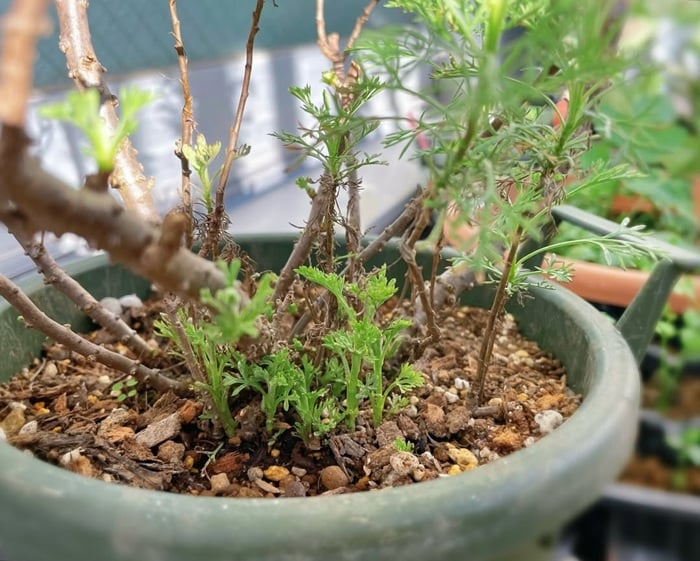 GREEN MARKET フォトコンテスト入賞者写真