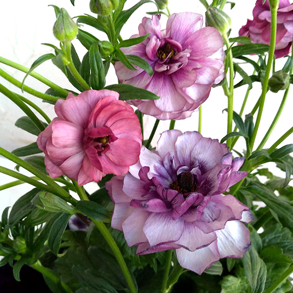 園芸ネット ラナンキュラス ラックス(ティーバ)