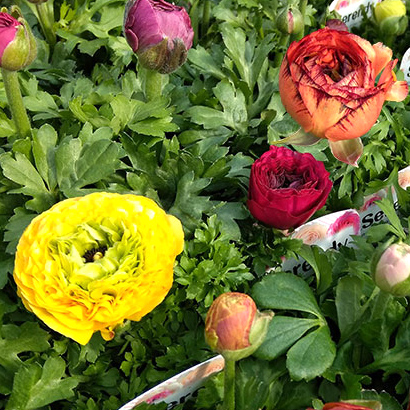 園芸ネット　ラナンキュラス　セレンディ