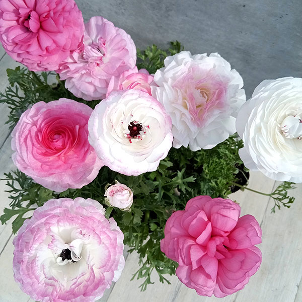 園芸ネット　ラナンキュラス　マシェ