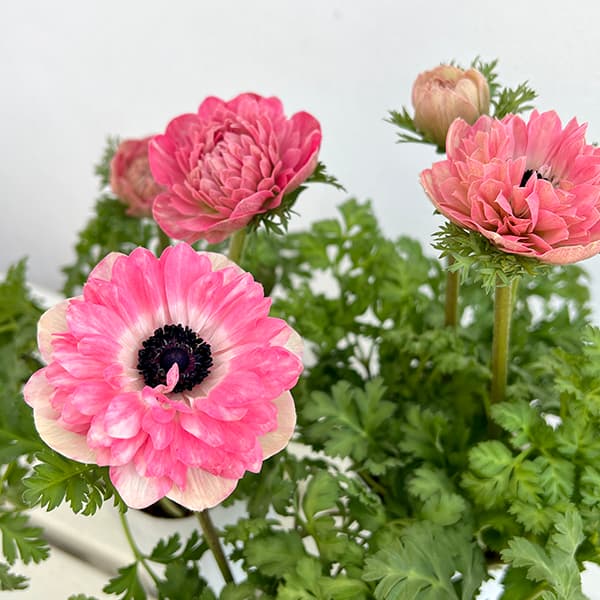 園芸ネット　momo(桃・モモ)