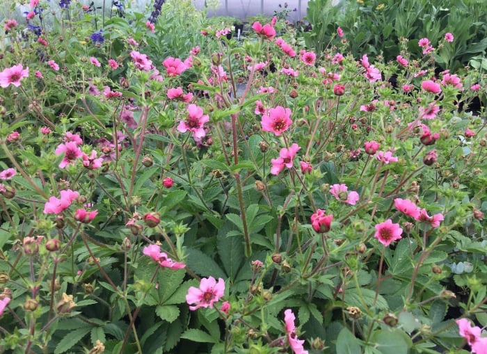 この一年、植物と共に暮らし楽しみましたか？【渡部陽子さん連載12月編】
ポテンティラ・ヘレンジェーン
