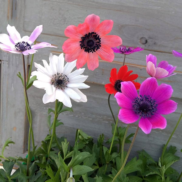 園芸ネット【1-10】パブニナfb