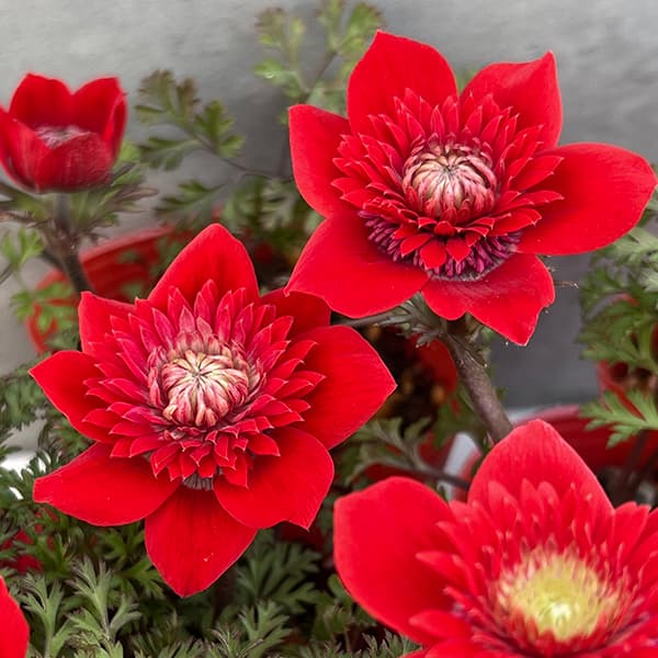 園芸ネット　フロレプレノ