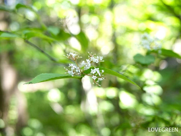 コバノガマズミ