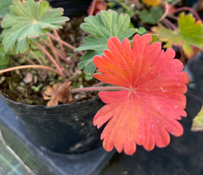 この一年、植物と共に暮らし楽しみましたか？【渡部陽子さん連載12月編】
ゲラニウム・サンギネウム・ストリアタム