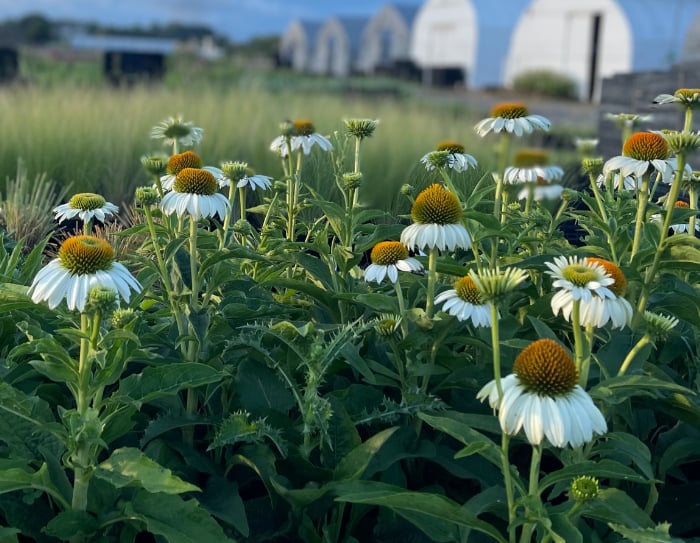 この一年、植物と共に暮らし楽しみましたか？【渡部陽子さん連載12月編】
エキナセア・プリマドンナ