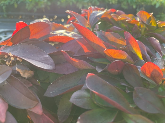 この一年、植物と共に暮らし楽しみましたか？【渡部陽子さん連載12月編】
ペンステモン・ミスティカ