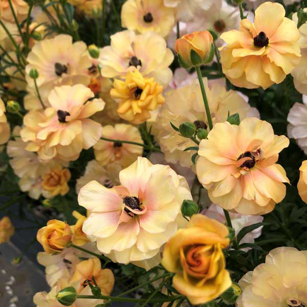 園芸ネットラナンキュラス　ラックス(ベスタリス)